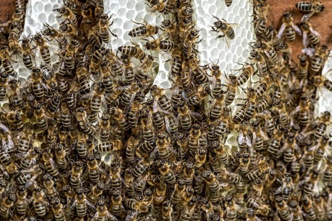 Bee colony, many bees, Western or European honey bee (Apis mellifera), wild construction of natural