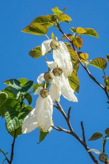 Flowering Handkerchief tree (Davidia involucrata) againts blue sky in Ystad, Scania, Sweden,