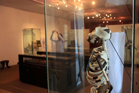Addis Ababa, in the Ethnological Museum, illustration of Luci, Lucy refers to the partial skeleton
