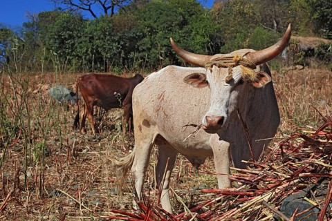 South Ethiopia, cow with horns looking for food, Ethiopia, Africa