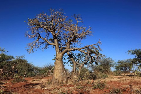 South Ethiopia, desert roses, Adenium, are a plant genus of the dogbane family, Apocynaceae, tree,