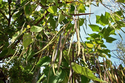 Southern Catalpa, Catalpa bignonioides, inflorescence