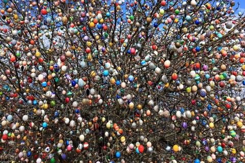 Many colourful Easter eggs on a tree, Easter custom (date unknown)