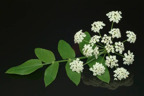 Vegetable, plant, food, agriculture, horticulture, flower of the sugar root, Sisum sisarum, Sium,