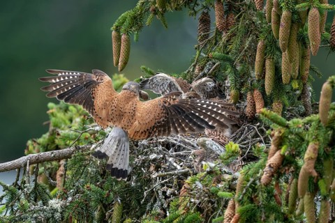 Common kestrel (Falco tinnunculus), male adult bird hands a mouse to a young bird not yet able to