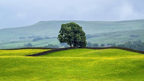 Farms in Yorkshire Dales National Park, North Yorkshire, England, United Kingdom, Europe