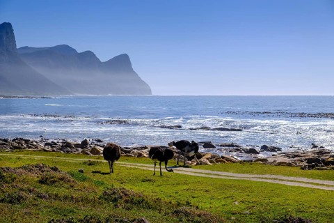 Buffels Bay, Cape of Good Hope, Cape Peninsula, Western Cape, South Africa, Africa