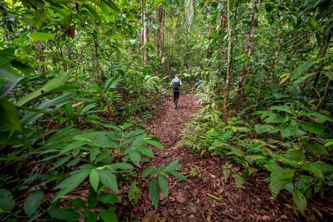 Young man on a hiking trail in the rainforest, tourist hiking in the tropical rainforest through