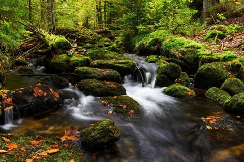 Stream in autumn, Kleine Ohe, Bavarian Forest National Park, Bavaria, Germany, Europe