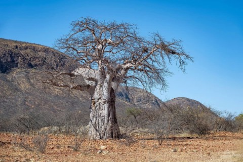 African Baobab (Adansonia digitata), barren dry landscape with hills, Kaokoveld, Kunene, Namibia,