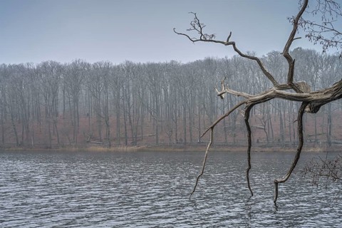 Grey weather, trees, wintry Schlachtensee, Steglitz-Zehlendorf, Berlin, Germany, Europe