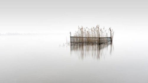Protected reeds at Müggelsee in Berlin, Germany, 2024, Europe