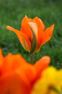 Orange-coloured tulips (Tulipa) in spring. In the foreground a blurred tulip and a wild daffodil,