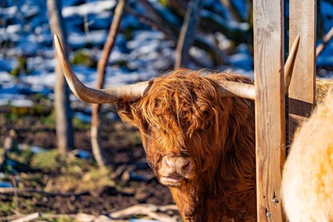 A Highland cow with large horns looks out from behind a wooden fence, Seewald, Black Forest.