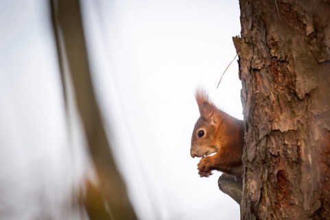 Squirrel (Sciurus vulgaris) sitting on a branch and holding a hazelnut in its paws,