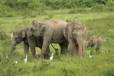 Indian elephants (Elephas maximus indicus), Khiri Khan, Hua Hin, Kui Buri National Park, Thailand,