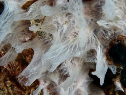 Fine structured white sponge (Petromica massalis) in a close-up, with detailed texture, dive site