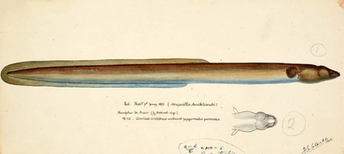 New Zealand longfin eel, Anguilla dieffenbachii, Anguilla aucklandi, New Zealand longfin eel, fish,