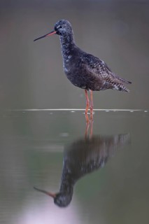Dark sandpiper (Tringa erythropus) Shallow water zone, mud, breeding plumage, foraging, wader,