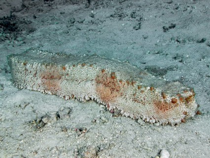Brown box sea cucumber (Thelenota anax) resting on a sandy seabed, dive site Close Encounters,