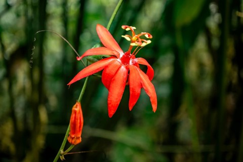 Flower of a red passion flower (Passiflora vitifolia) in the tropical rainforest, Corcovado