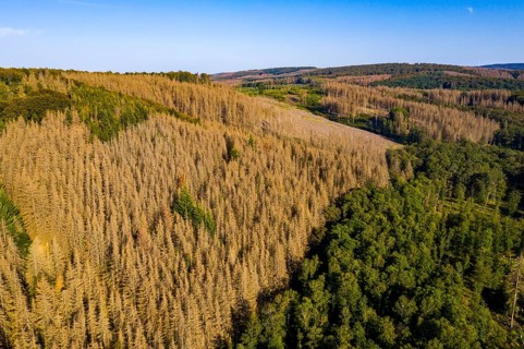 Sauerland, forest dieback, dead spruce trees, caused by the bark beetle, high temperatures, lack of