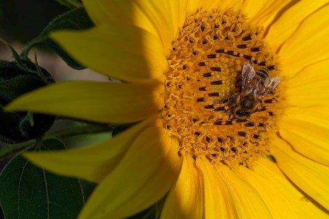 Sunflower with bee, collecting pollen, Germany, Europe