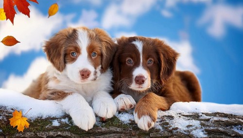 KI generated, dog, dogs, puppy, one, two, three, play, snow, winter, autumn leaves, blue sky,