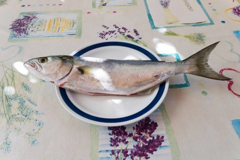 Bluefish, fish, Rovinj, Istria, Croatia, Europe