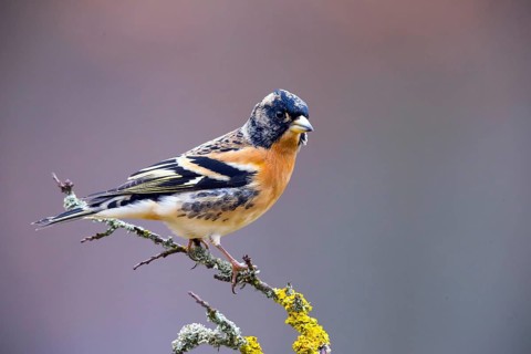 Mountain Finch, Frigilla montifrigilla, songbird, perch, lateral, Bavaria, Bavaria, Federal