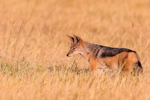 Africa, Botswana, black-backed jackal, Canis mesomelis, Botswana, Botswana, Africa
