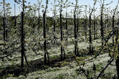 Hamburg, Altes Land, Obstplantage, Frostschutz