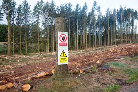Tree felling forestry operations in Dartmoor national park, Bellever forest, Postbridge, Devon,