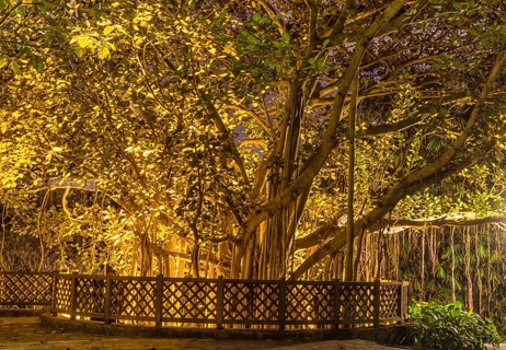 Decorative night lighting on a large tree in botany garden