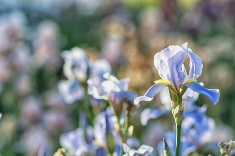 Colorful yellow and blue irises in a botanical garden