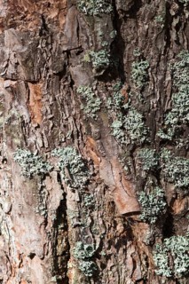 Texture of pine tree bark with lichens