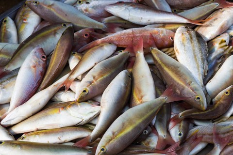 Various types of freshly caught fish on the market