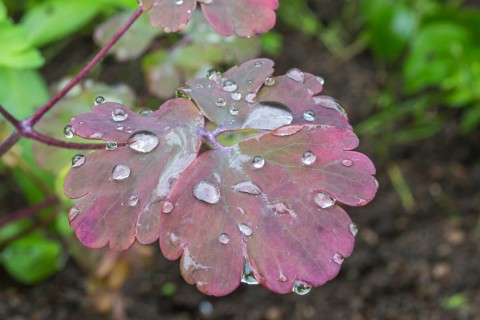 Water droplets on the leaves in the garden