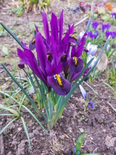 Iris blooming in the botanical garden in spring