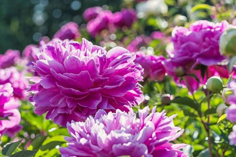 Pink peony flower in a botanical garden