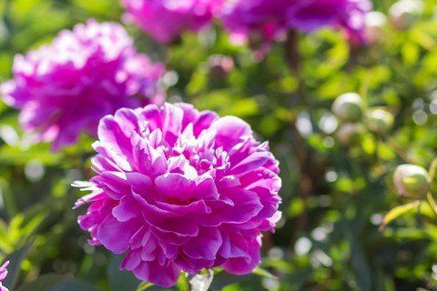 Pink peony flower in a botanical garden