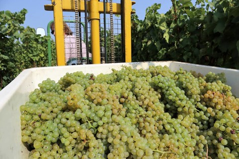 Grape grape harvest: Manual harvest of Chardonnay grapes in a vineyard in the Palatinate