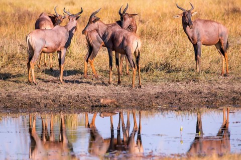 Africa, Botswana, antelope, lyrebird, Botswana, Africa