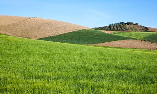 Rolling arable fields green barley crop near Alhama de Granada, Spain, Europe