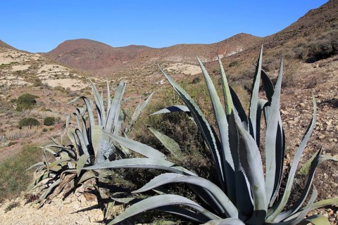 (Agave americana) cactus plant planted in Cabo de Gata natural park, Almeria, Spain, Europe