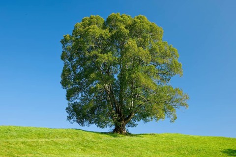 Large lime tree in Oberägeri, Canton Zug, Switzerland, Europe