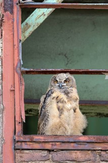 Eurasian eagle-owl (Bubo bubo), fledged young bird, in an old window frame, industrial building,