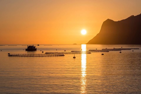 Salmon farm in fjord Mefjord, sunset over sea and mountain range, salmon, Senja, Troms, Norway,