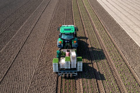 Agriculture, herb gardening, parsley is planted in rows in a field with a planting machine