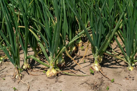 Agriculture, field with onions, Niederkrüchten, North Rhine-Westphalia, Germany, Europe